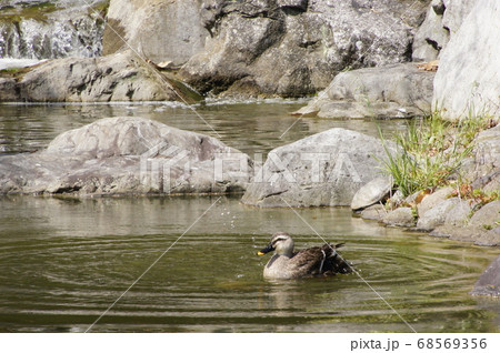 池で休むカルガモさん 68569356