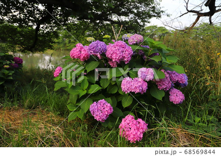 埼玉県元荒川の河川敷に咲くアジサイのピンクの花の写真素材