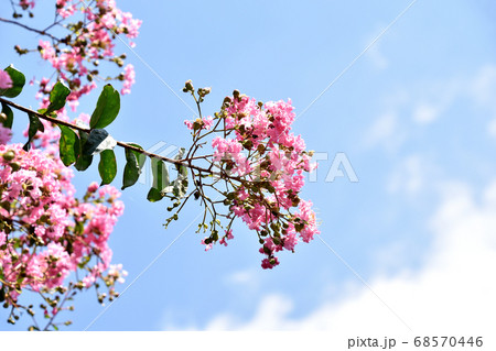 サルスベリの花 68570446