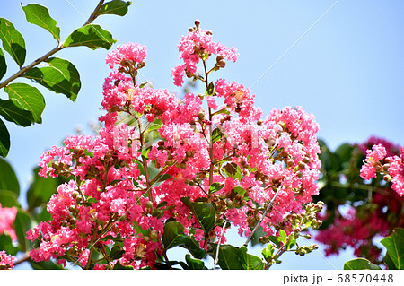 サルスベリの花 68570448
