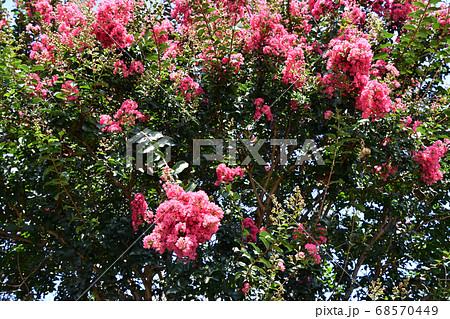 サルスベリの花 68570449