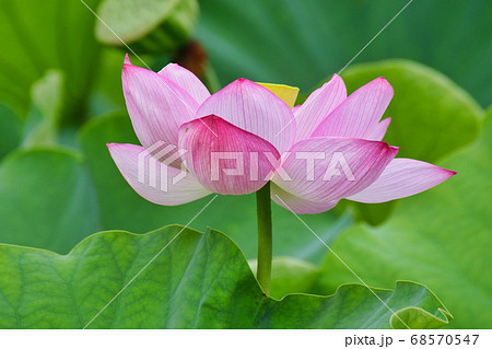 上野 不忍池の蓮の花 上野 不忍池の蓮の花 68570547