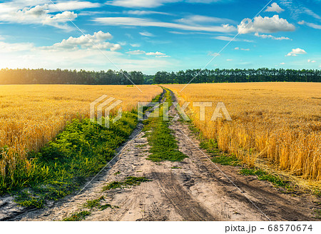 Road through field with wheat 68570674