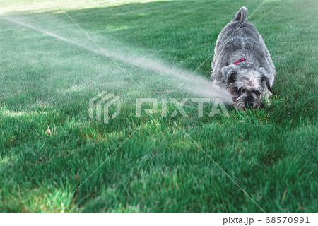 Wet happy pet schnauzer dog puppy playing with Wet happy pet schnauzer dog puppy playing with 68570991
