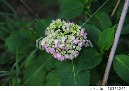 庭に咲く薄桃色のアジサイの花 68571265