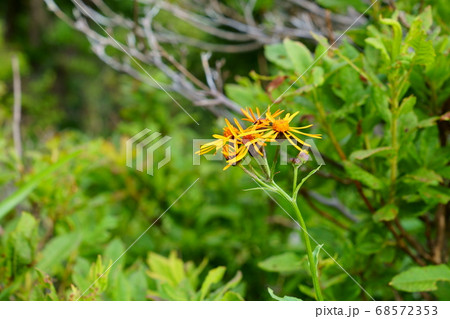 コウリンカ コウリンカ 68572353