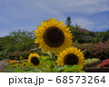 真夏に咲くヒマワリの花 68573264
