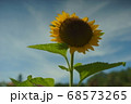 青空とヒマワリの花 68573265