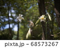 白い百合の花 68573267