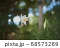 白いユリの花 68573269