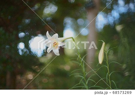 白いユリの花 68573269