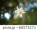白いユリの花 68573271