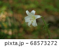 白いユリの花 68573272