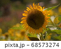 ヒマワリの花 68573274