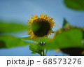 青空とヒマワリの花 68573276