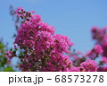 青空と百日紅の花 68573278