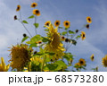 真夏に咲くヒマワリの花 68573280