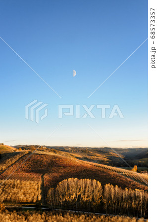 Vineyard of Langhe (Piedmont, Italy) 68573357