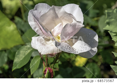 Rose Paul's Early Blush known as Rosa Mrs. Harkness in British park Rose Paul's Early Blush known as Rosa Mrs. Harkness in British park 68573567