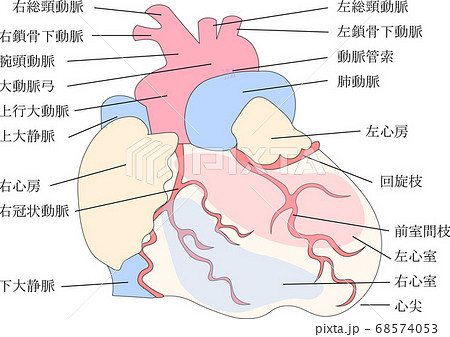 心臓構造のイラスト素材