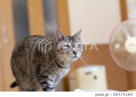 見つめる猫　　サバトラ猫 68574169
