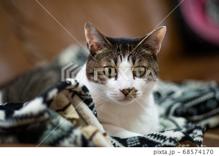 見つめる猫　キジトラ猫 68574170