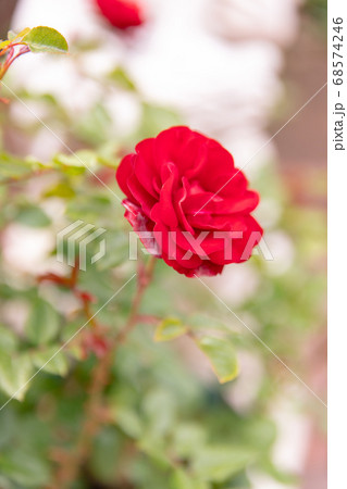 夏のローズガーデンに咲く薔薇の花の写真素材