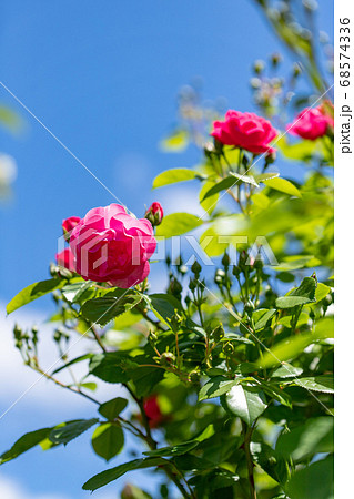 夏のローズガーデンに咲く薔薇の花 68574336