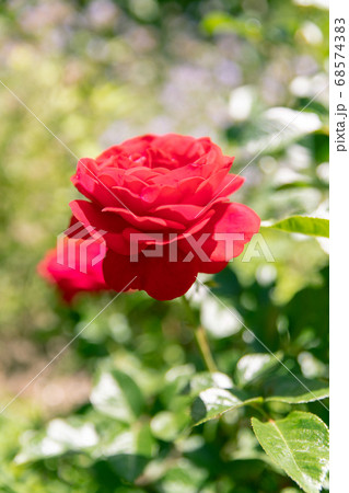 夏のローズガーデンに咲く薔薇の花の写真素材