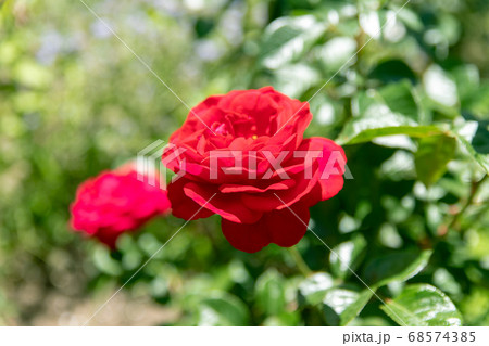 夏のローズガーデンに咲く薔薇の花 夏のローズガーデンに咲く薔薇の花 68574385