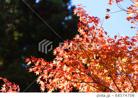 紅葉 68574706