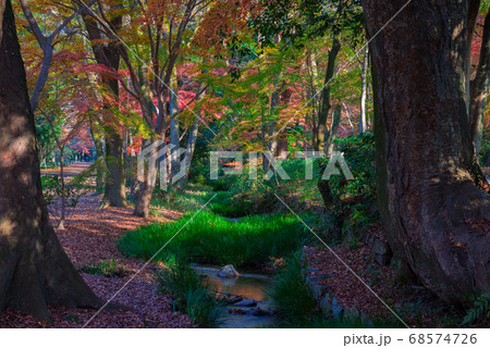 京都 下神神社 糺の森の紅葉 京都 下神神社 糺の森の紅葉 68574726