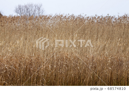 琵琶湖岸葦野の冬枯れ風景 琵琶湖岸葦野の冬枯れ風景 68574810