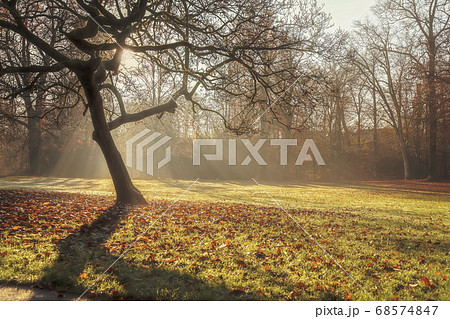Lighted autumn sun glade of old park, large spreading tree with fallen leaves. Picturesque view, sunlight and morning mist 68574847