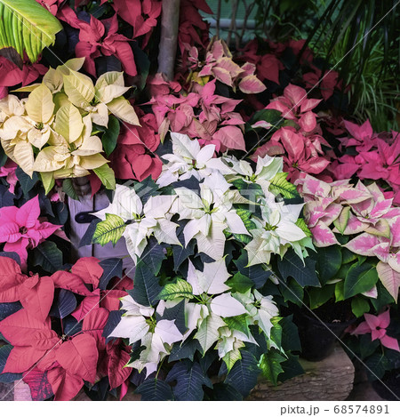 Multi-colored christmas star, poinsettia, Euphorbia Pulcherrima. Selective focus. Festive background for design. Festive Christmas. Winter holiday Multi-colored christmas star, poinsettia, Euphorbia Pulcherrima. Selective focus. Festive background for design. Festive Christmas. Winter holiday 68574891
