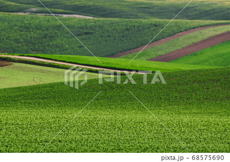 Green grass field background 68575690