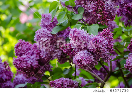 Spring lilac flowers Spring lilac flowers 68575756