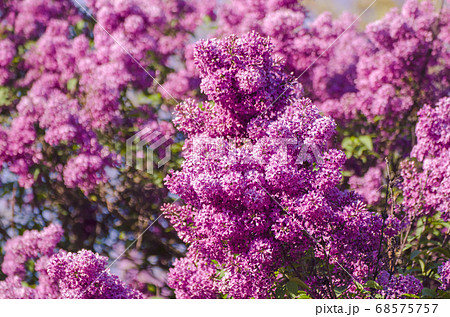 Spring lilac flowers Spring lilac flowers 68575757