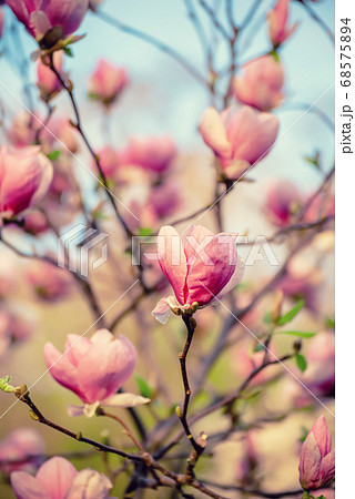 Magnolia spring flowers Magnolia spring flowers 68575894