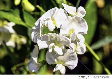 Lathyrus odoratus known as sweet pea in British park - London, UK 68575980