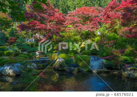 京都 三室戸寺の紅葉 京都 三室戸寺の紅葉 68576021