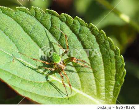 サツマノミダマシ 68578330