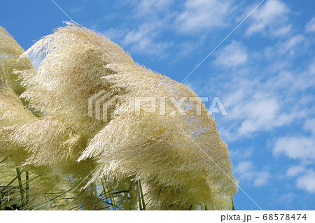 夏の風に揺れるパンパスグラス 68578474