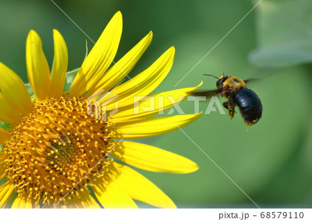 太陽の花 68579110