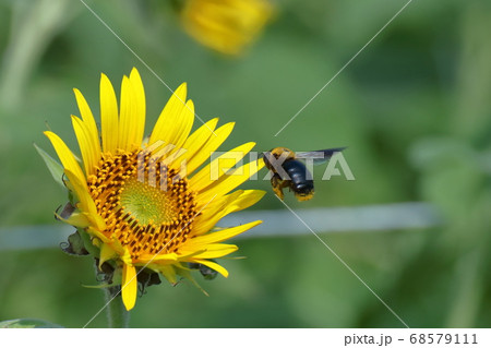 太陽の花 太陽の花 68579111