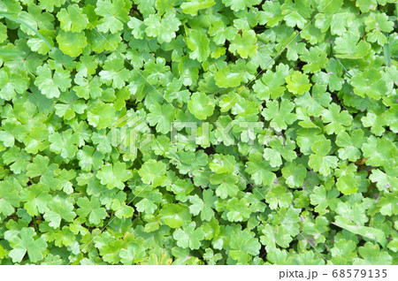 ノチドメ 68579135