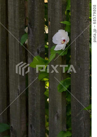 Common Hibiscus lasiocarpos white flower 68579808