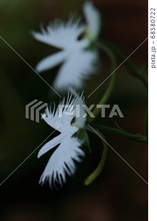 空飛ぶ白鷺 空飛ぶ白鷺 68580722