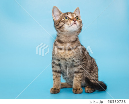 Portrait of a beautiful gray kitten 68580728