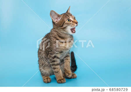 Surprised grey kitten 68580729